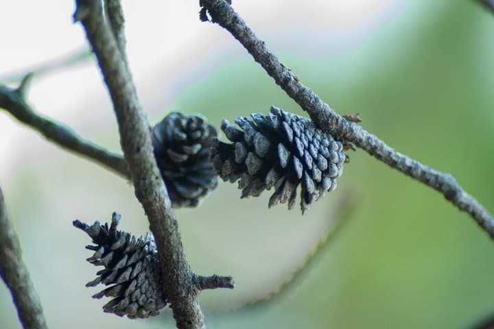 Stawamus Chief Hike and Squamish Brewery Tasting: Day Trip from Vancouver photo 6
