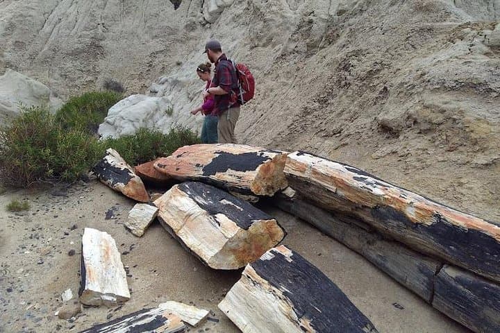 Exploring La Leona Petrified Forest: Day Excursion Between El Calafate and El Chaltén photo 3