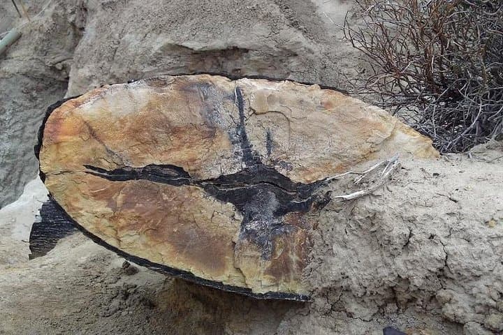 Exploring La Leona Petrified Forest: Day Excursion Between El Calafate and El Chaltén photo 5