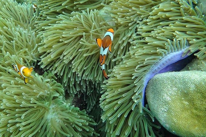 Lanta 4 Islands & Emerald Cave Speedboat Snorkel Day Trip photo 4