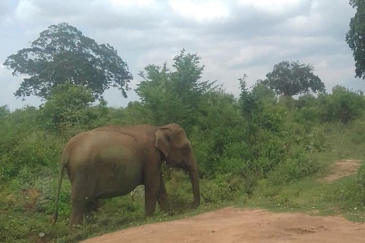 Private 2-Day Udawalawe & Ella Safari from Kandy: Elephants, Nine-Arch Bridge & Tea Country photo 2