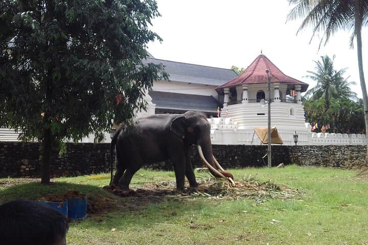 12-Day Sri Lanka Experience: Sigiriya, Hill Country & South Coast Private Tour photo 4
