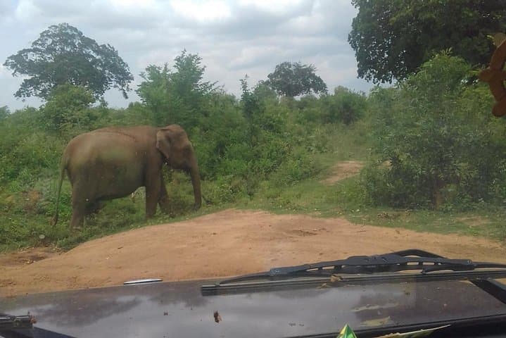 12-Day Sri Lanka Experience: Sigiriya, Hill Country & South Coast Private Tour photo 5