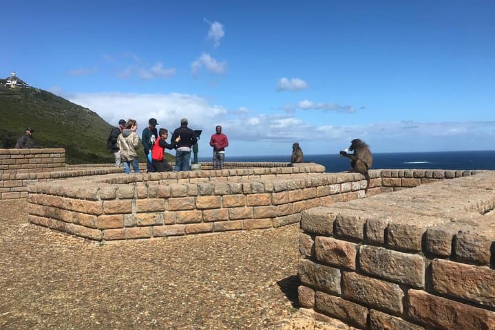 Cape Peninsula Day Tour: Penguins, Chapman's Peak & Cape Winelands photo 3