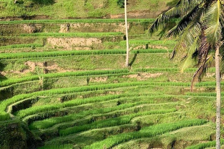 Ubud Waterfalls, Tegalalang Rice Terrace & Tirta Empul: Full-Day Shared Tour from South Bali photo 4