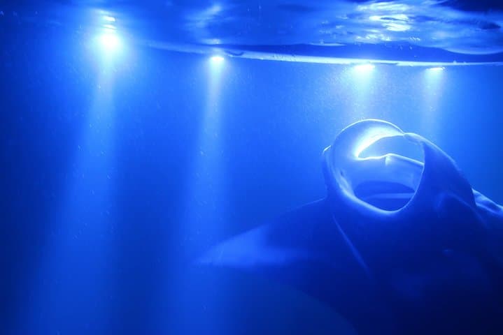 Experience Kona’s Thrilling Manta Ray Night Snorkel in Keauhou Harbor photo 2