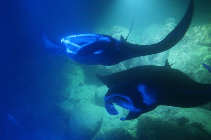 Experience Kona’s Thrilling Manta Ray Night Snorkel in Keauhou Harbor photo 3
