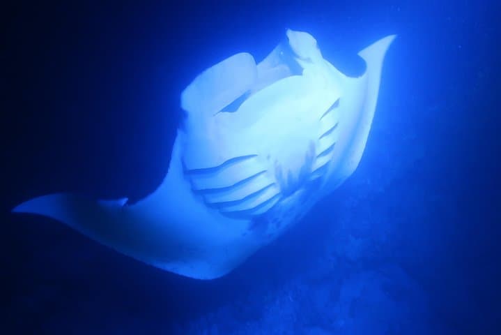 Experience Kona’s Thrilling Manta Ray Night Snorkel in Keauhou Harbor photo 5
