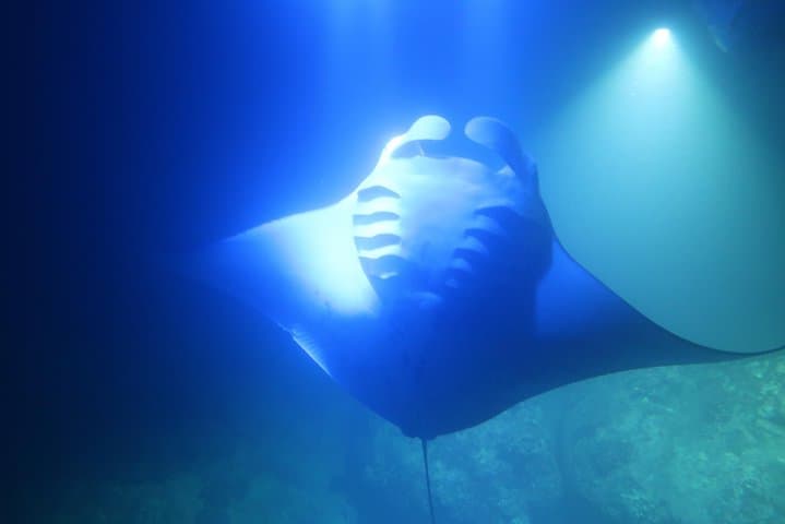 Experience Kona’s Thrilling Manta Ray Night Snorkel in Keauhou Harbor photo 6