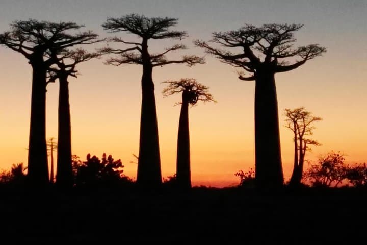 Tsingy of Bemaraha and Morondava: Baobab Avenues, Ferries and the Limestone Forest