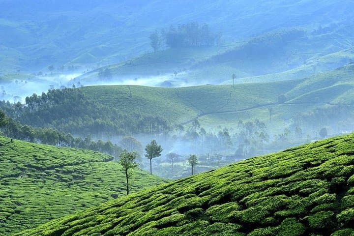 Munnar Day Trip from Kochi — Tea Gardens, Eravikulam & Mattupetty Dam