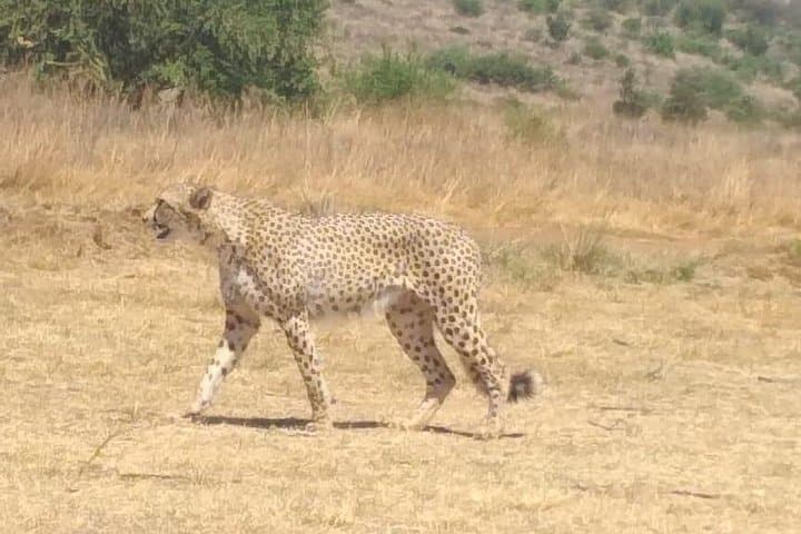 Ann van Dyk Cheetah Centre: Cheetah Runs & Conservation Tours Near Pretoria