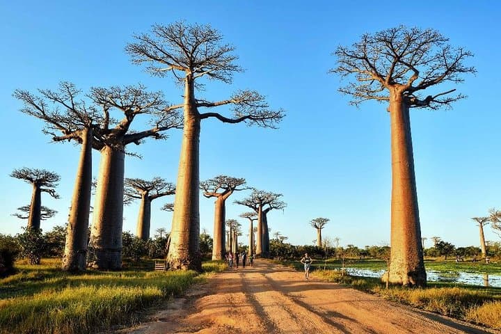 Tsingy of Bemaraha and Morondava: Baobab Avenues, Ferries and the Limestone Forest photo 2