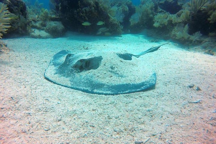 Discover Scuba in Key Largo: Beginner Reef Dives with a Professional Instructor photo 3