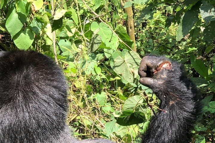 4-Day Uganda Gorilla Trekking Safari: Bwindi Mountain Gorillas & Lake Bunyonyi photo 2