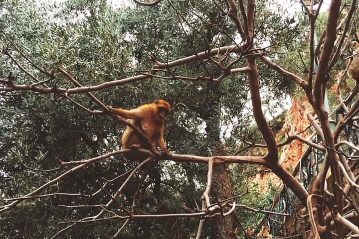 Ouzoud Waterfalls Day Trip from Marrakech: Guide to the Falls, Boat Rides & Monkeys photo 4