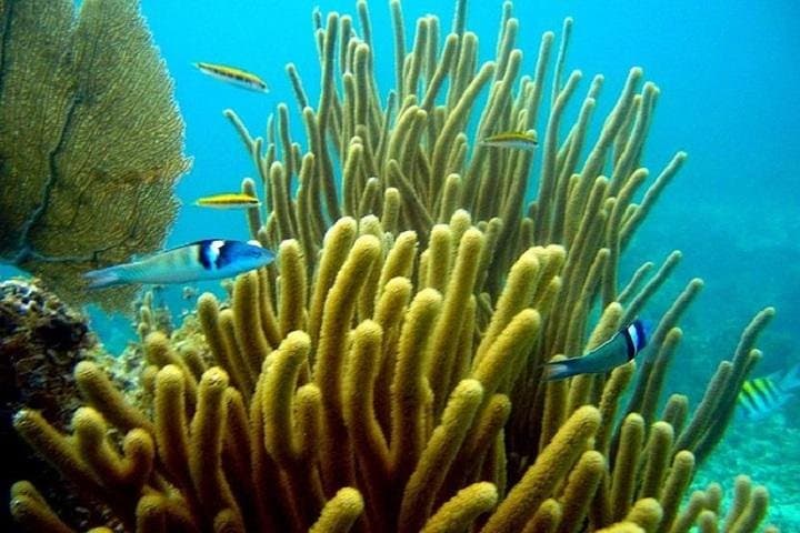Punta Cana Scuba Doo Underwater Scooter: Half-Day Glass-Bottom Boat & Helmet Dive photo 5