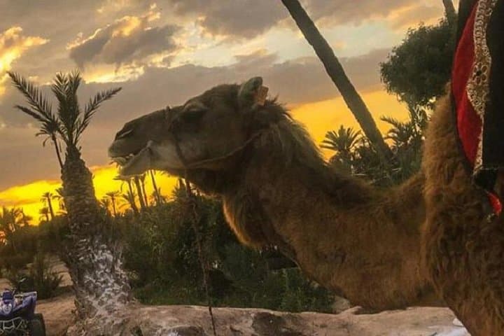 Sunset Camel Ride in Marrakech’s Palmeraie: Berber Tea and Golden Dune Views photo 2