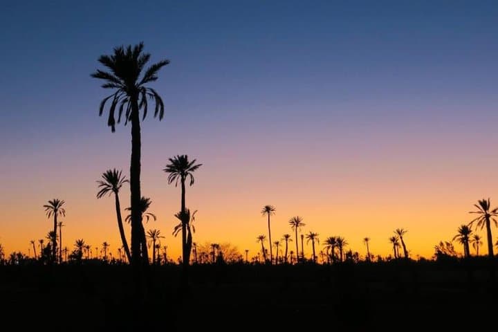 Sunset Camel Ride in Marrakech’s Palmeraie: Berber Tea and Golden Dune Views photo 5