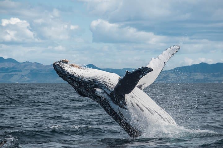 Kaikoura Whale Watching by Boat — Sperm Whales & Marine Wildlife Tours photo 2