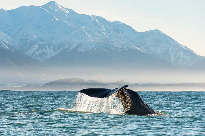Kaikoura Whale Watching by Boat — Sperm Whales & Marine Wildlife Tours photo 1