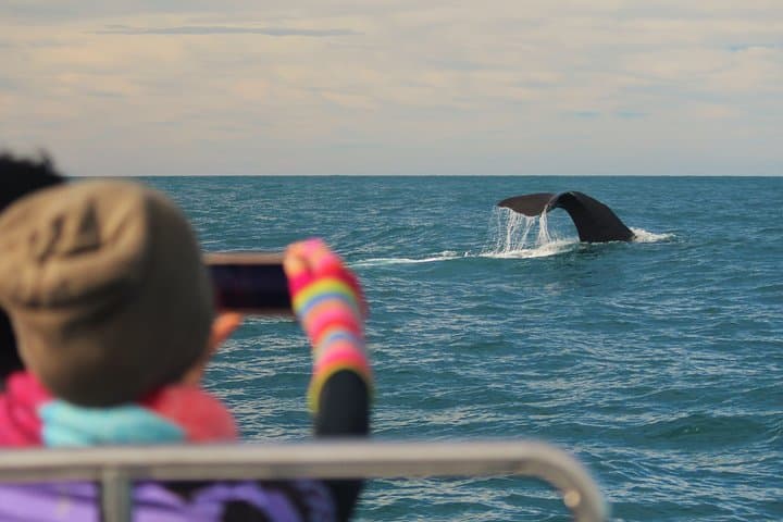 Kaikoura Whale Watching by Boat — Sperm Whales & Marine Wildlife Tours photo 4