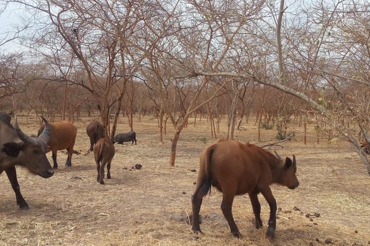 Bandia Reserve Safari and Somone Lagoon Boat Tour from Dakar photo 3