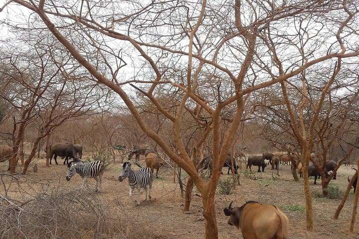 Bandia Reserve Safari and Somone Lagoon Boat Tour from Dakar photo 4