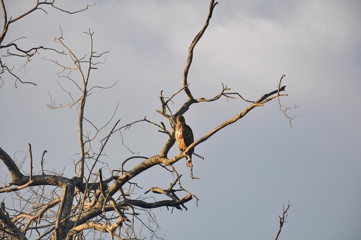 Sri Lanka Butterfly Trail: 11-Day Sinharaja to Sigiriya Wildlife Tour photo 3