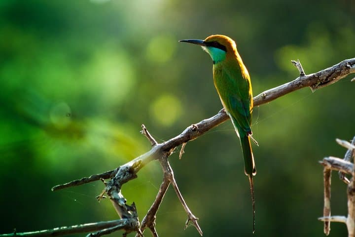 Sri Lanka Butterfly Trail: 11-Day Sinharaja to Sigiriya Wildlife Tour photo 2