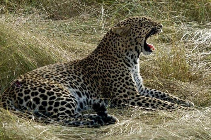 3-Day Masai Mara Safari with Maasai Village Visit — Big Five & Migration Experience photo 3