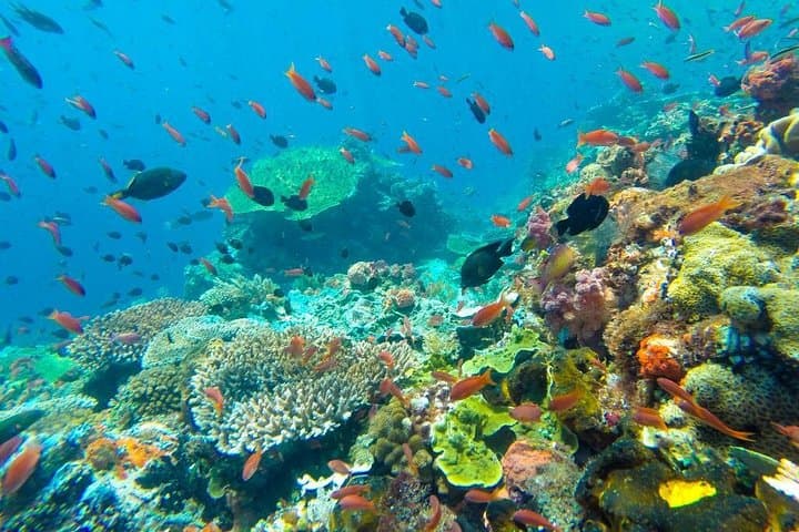 Full-Day Koh Tao & Koh Nang Yuan Speedboat Snorkel Trip from Koh Samui photo 4