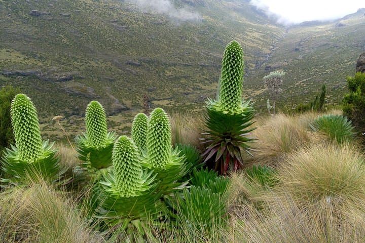 Summit Mount Kenya via Chogoria: 5-Day Trek to Point Lenana photo 3