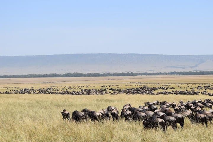 4-Day Masai Mara Budget Camping Safari — Migration, Game Drives & Tented Camp photo 2