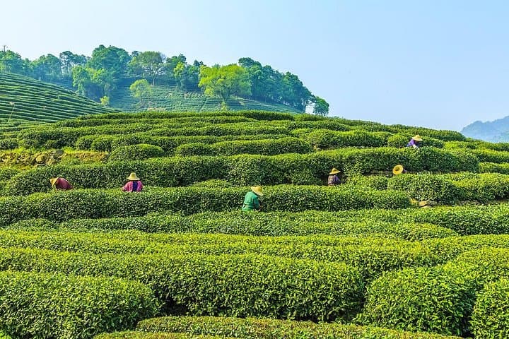 Private Hangzhou Day Trip from Shanghai: West Lake, Lingyin Temple & Meijiawu Tea Village photo 2