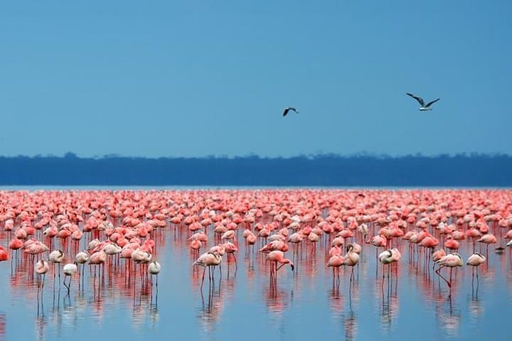 6-Day Masai Mara, Lake Nakuru & Amboseli Camping Safari photo 2
