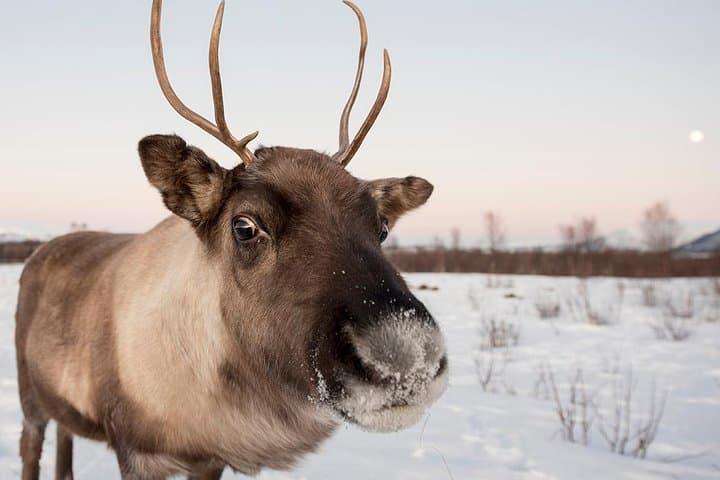 Arctic Fjords Road Trip with Citizen Science from Tromsø photo 4