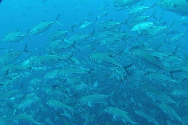 Negombo Shipwreck Diving and Reef Exploration — Chief Dragon, Taprobane & WWII Wrecks photo 2