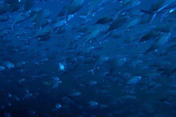 Negombo Shipwreck Diving and Reef Exploration — Chief Dragon, Taprobane & WWII Wrecks photo 4