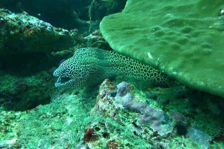Negombo Shipwreck Diving and Reef Exploration — Chief Dragon, Taprobane & WWII Wrecks photo 5