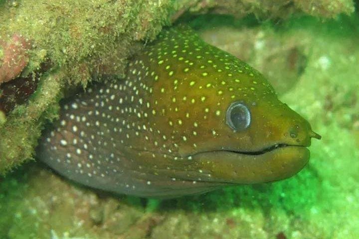 Negombo Shipwreck Diving and Reef Exploration — Chief Dragon, Taprobane & WWII Wrecks photo 6
