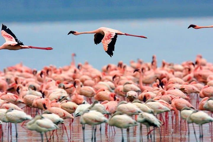 Budget Camping Safari: 7 Days in Kenya’s Masai Mara, Naivasha & Nakuru photo 2