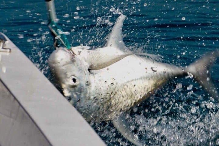 Experience Epic Deep Sea Fishing in Negombo photo 3
