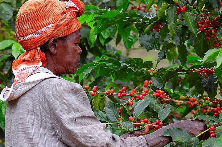 Community and Coffee in Rwanda: 3-Day Cultural Immersion from Kigali photo 5