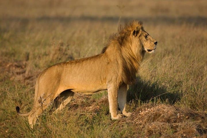 4-Day Masai Mara Budget Camping Safari — Migration, Game Drives & Tented Camp photo 4