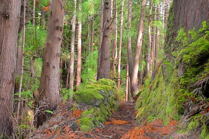 Rocha do Chambre Trail: Challenging Half-Day Hike on Terceira Island photo 3