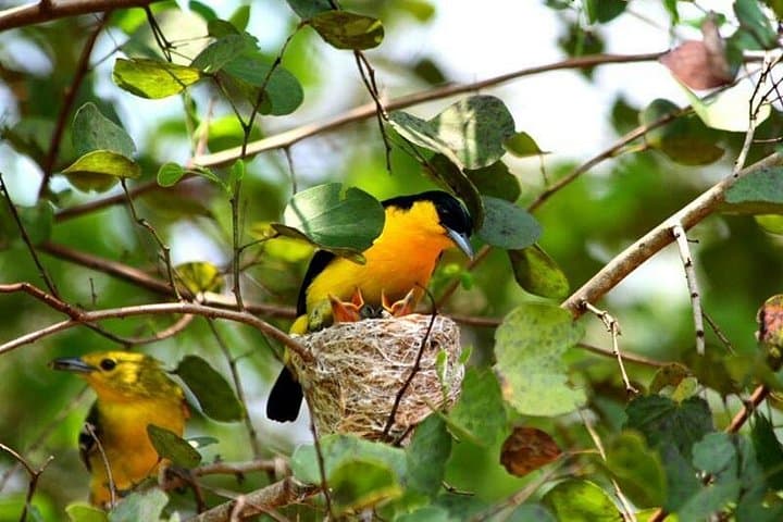 Discover the Avian Wonders of Sri Lanka's Lush Terrain photo 1