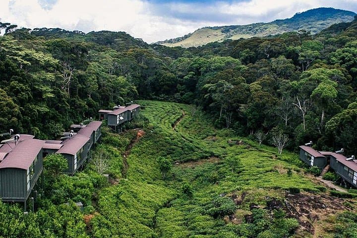 Discover the Avian Wonders of Sri Lanka's Lush Terrain photo 4