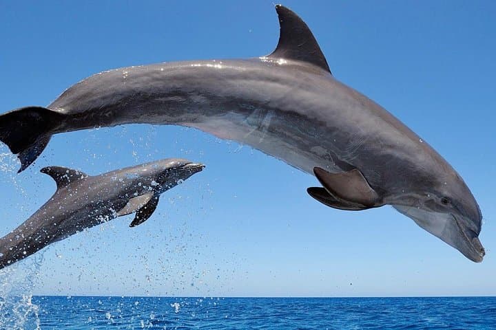 Setúbal Private Dolphin-Watching Tour from Lisbon photo 6