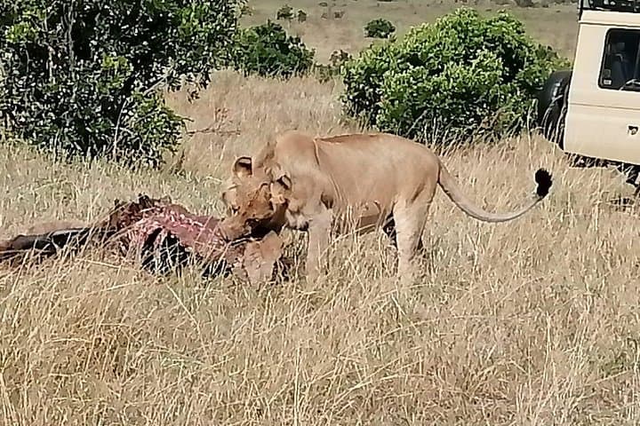 Budget Camping Safari: 7 Days in Kenya’s Masai Mara, Naivasha & Nakuru photo 5
